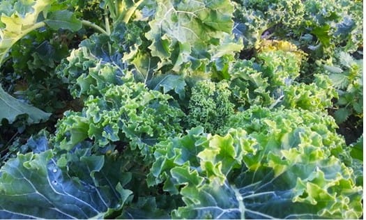 Kale a great crop for winter gardens.