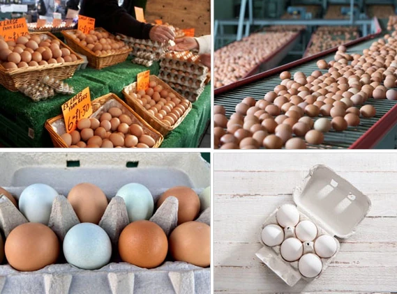 Understanding Eggs